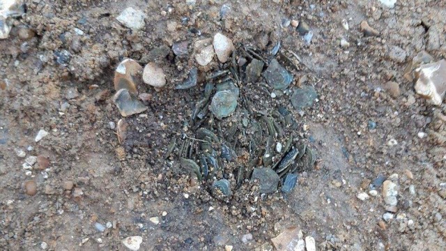Монети знайшли у землі після дощу 